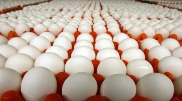 تحديثات بورصة الدواجن.. سعر كرتونة البيض الأبيض في الأسواق خلال تعاملات الأربعاء